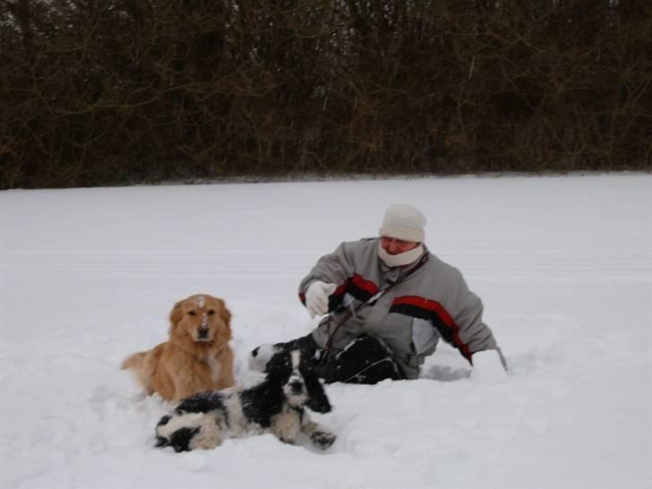 Blanding af racer tøsen - vuf vuf,,vi hygger i sneen med vores mor. billede 10