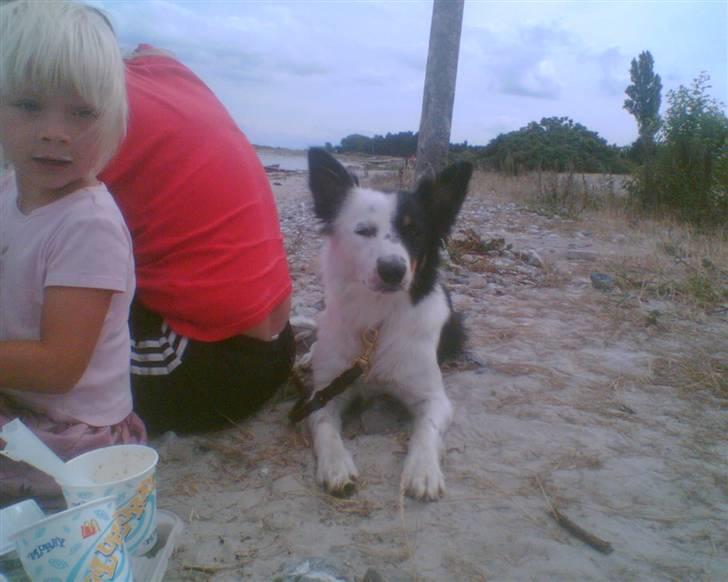 Border collie Taps - Ja så ligger jeg bare her mens de andre hygger med is .... billede 5