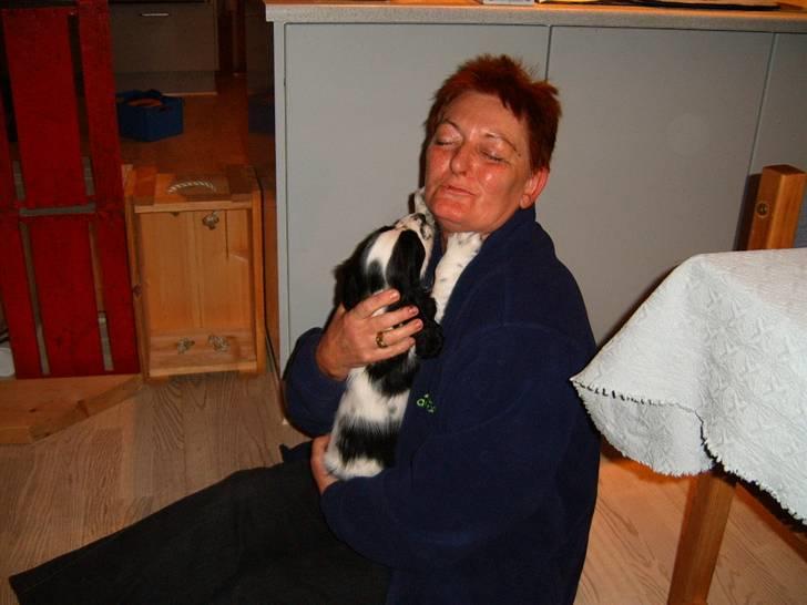 Cocker spaniel chikko - den dag jeg fik en ny mor., hurraaa billede 9