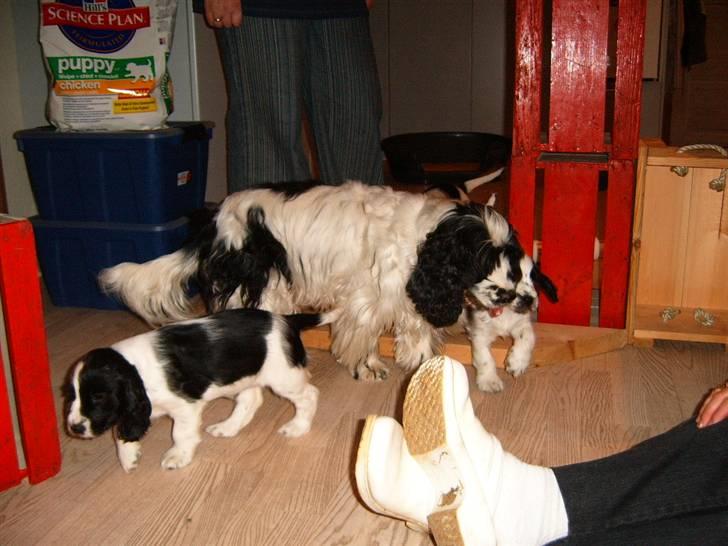 Cocker spaniel chikko - her er mine søskende, og min rigtige mor. billede 10