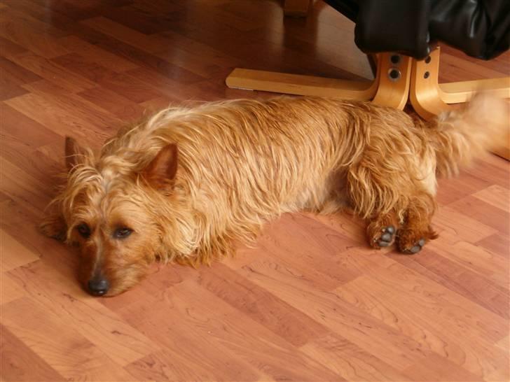 Australsk terrier Quick billede 1