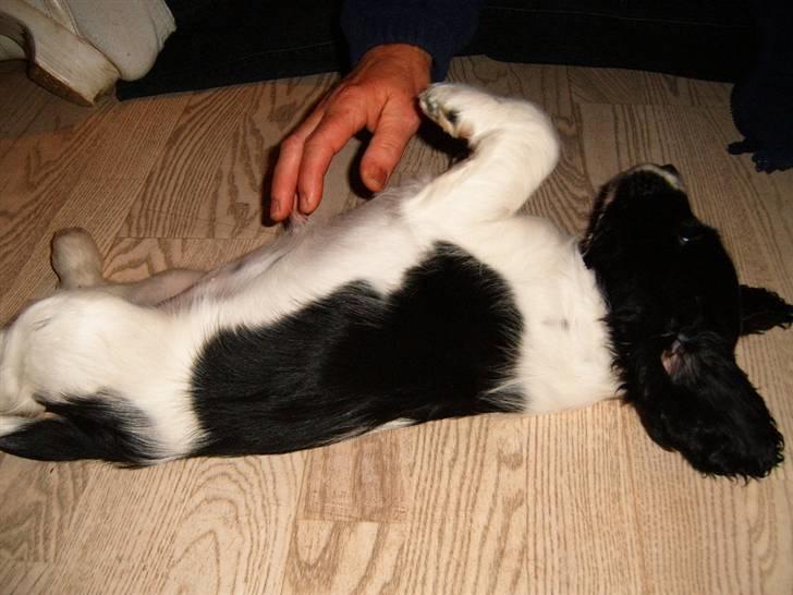 Cocker spaniel chikko - må hellere gøre mig lækker, så hun vælger mig. billede 11