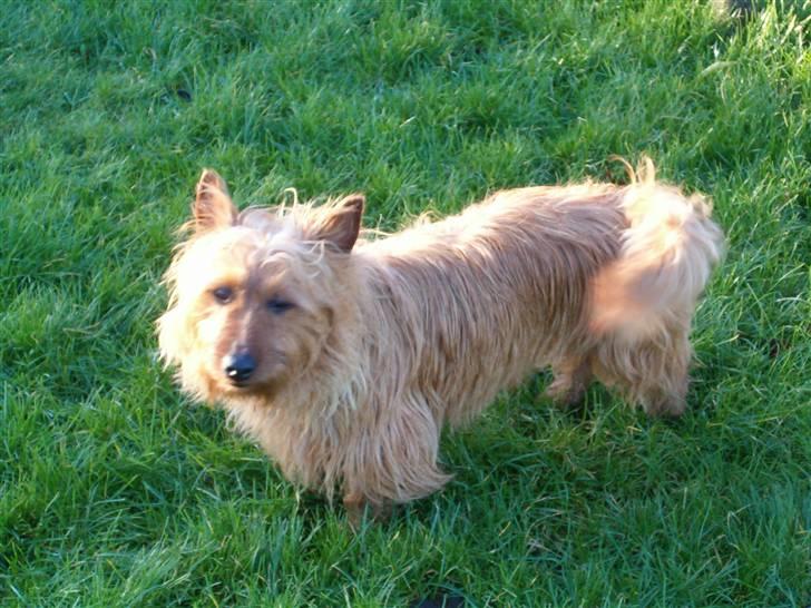 Australsk terrier Quick billede 2