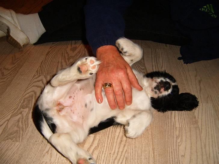 Cocker spaniel chikko - juhuuuueee det virkede, jeg kom med hjem..tak lille mor, elsker os dig. billede 12