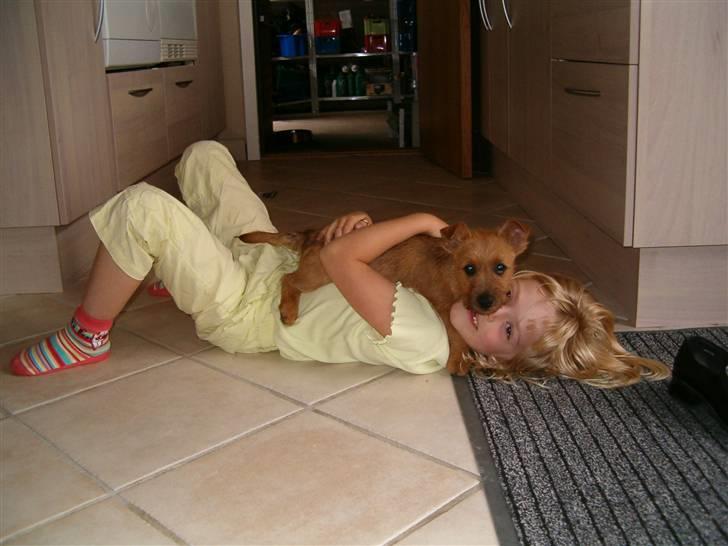 Australsk terrier Quick billede 3