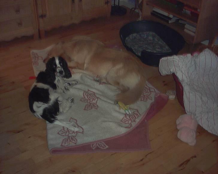 Cocker spaniel chikko - vuf, så fik jeg tøsemor ned at ligge.. billede 13