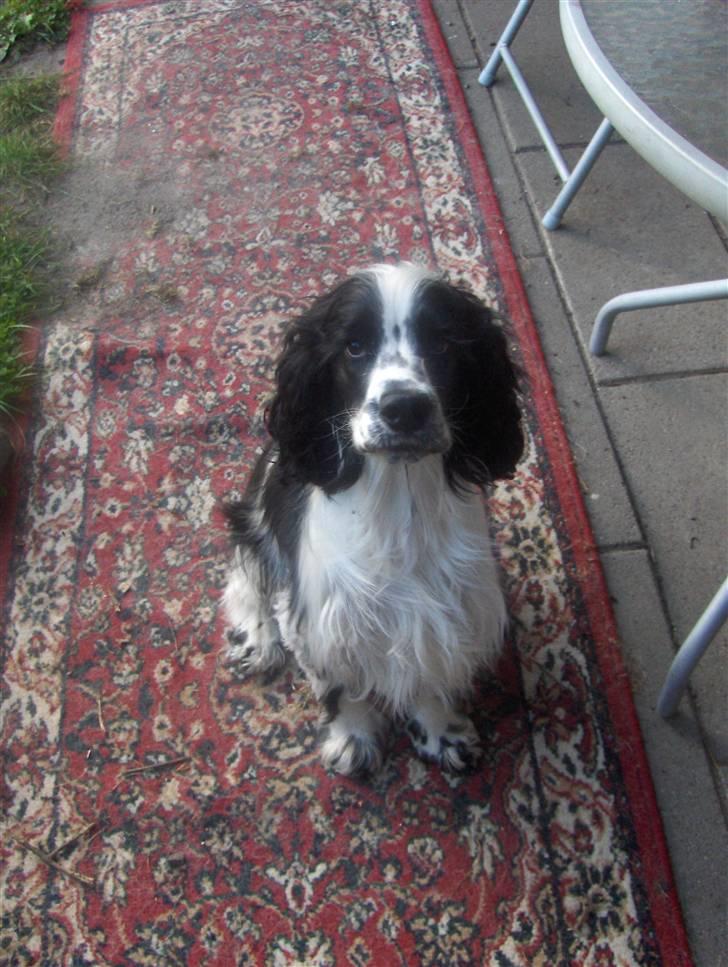 Cocker spaniel chikko - den røde løber, er lagt ud for mig, . billede 14