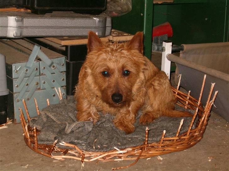 Australsk terrier Quick billede 5