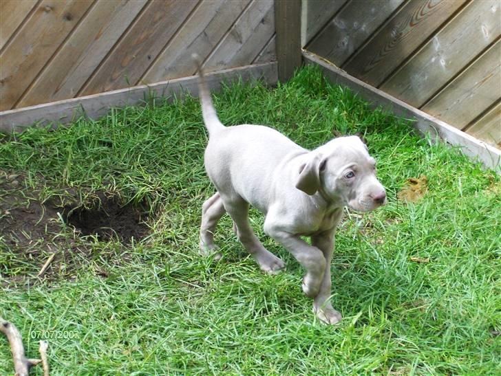 Blanding af racer Millie R.I.P. 16/9/2012 - Millie 7 uger  billede 10