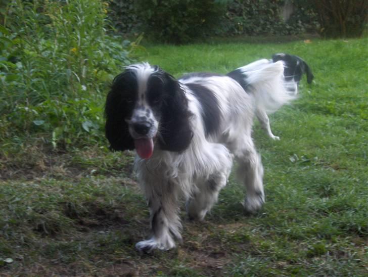 Cocker spaniel chikko - kan gå meget flot, se mine lange ører, billede 15