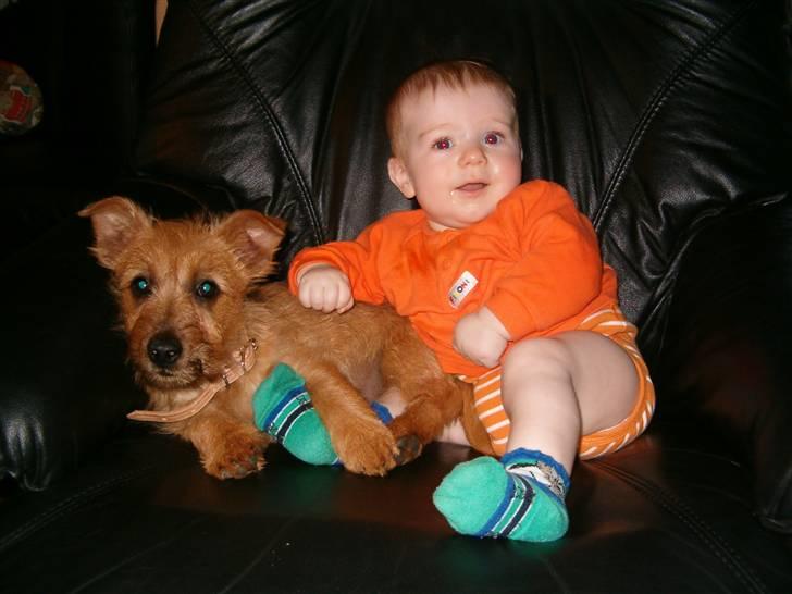 Australsk terrier Quick billede 6