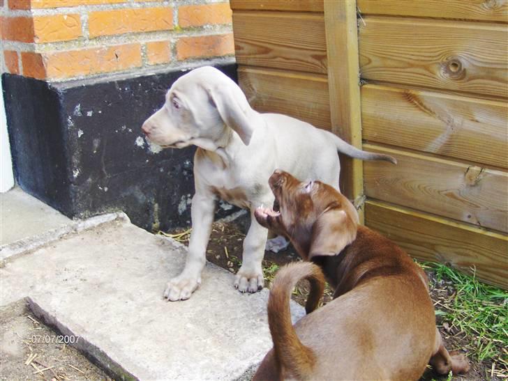 Blanding af racer Millie R.I.P. 16/9/2012 - 7 uger. billede 11