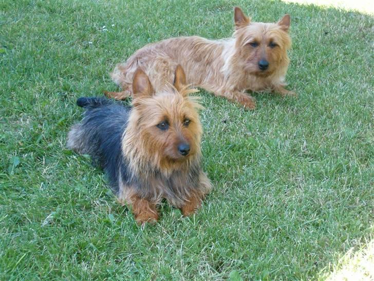 Australsk terrier Quick billede 8