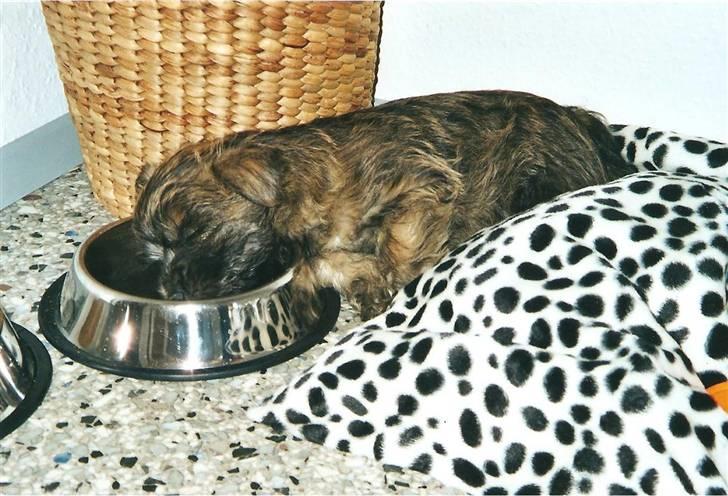 Cairn terrier Buster billede 12