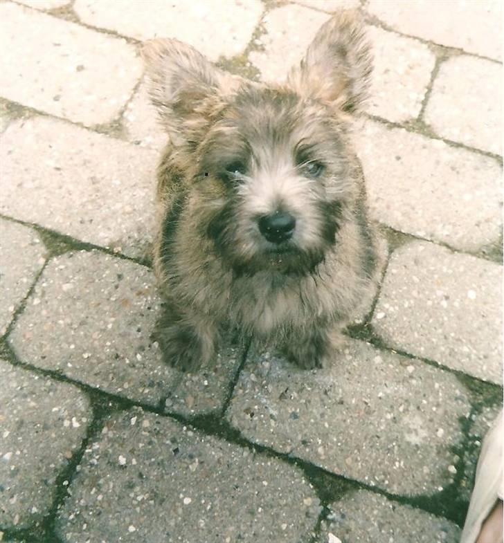 Cairn terrier Buster billede 13