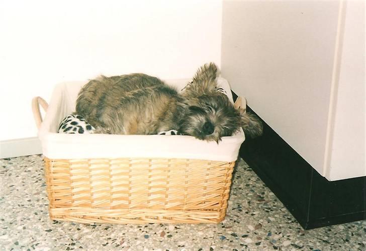 Cairn terrier Buster billede 14