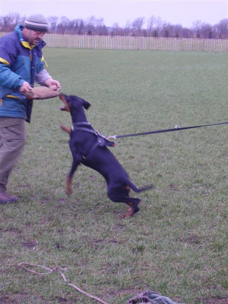 Dobermann Dina (Demi More) R.I.P. - vov vov jeg vil have den og jeg giver ikke slip igen når jeg først får den billede 15