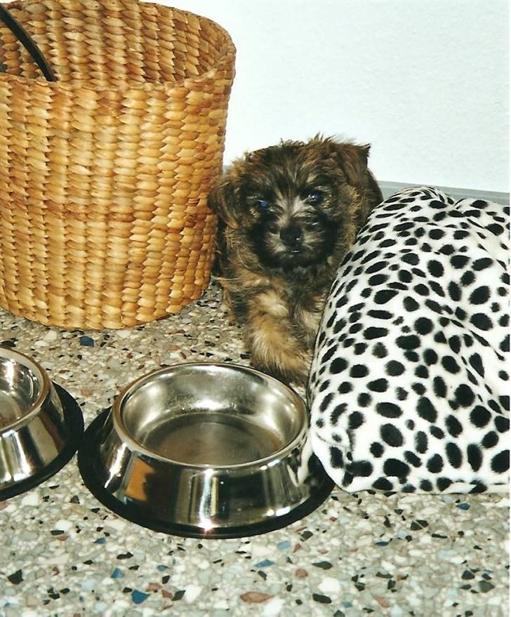 Cairn terrier Buster billede 15