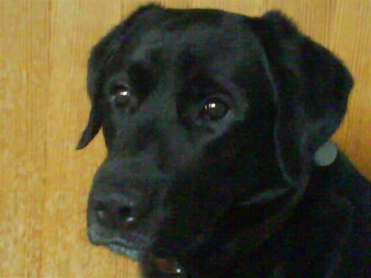 Labrador retriever Oscar billede 18