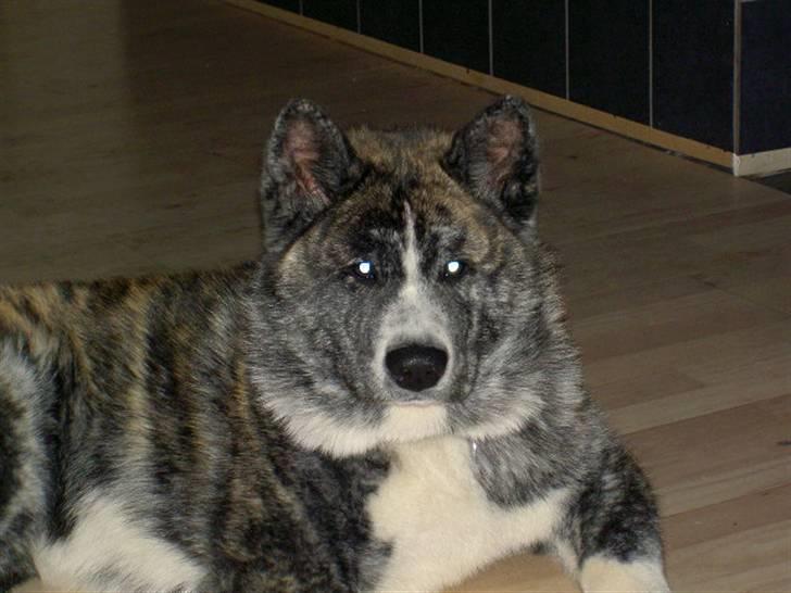 Akita inu sakura billede 1