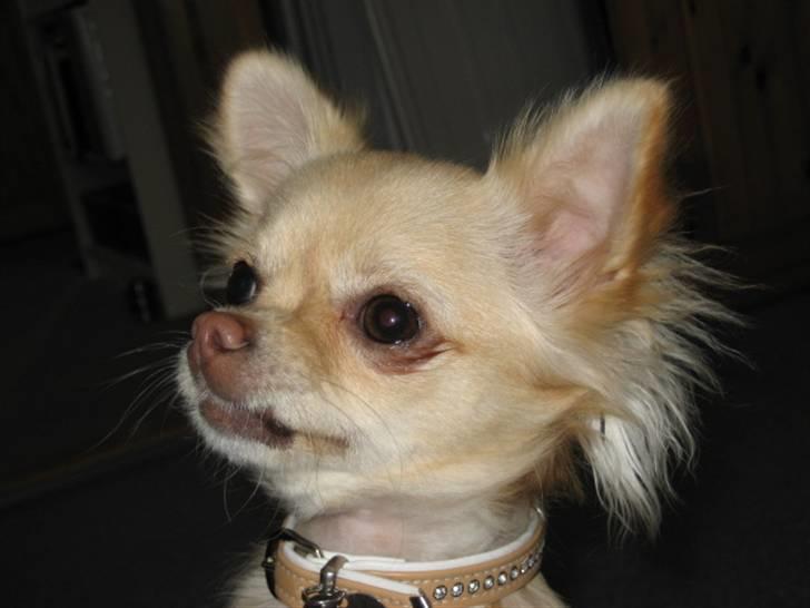 Chihuahua Tula *ArosInnovationAida* (himmelhund) - 9 mdr billede 4