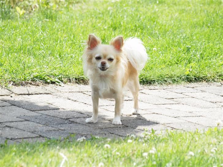 Chihuahua Tula *ArosInnovationAida* (himmelhund) - juli 2010 billede 6