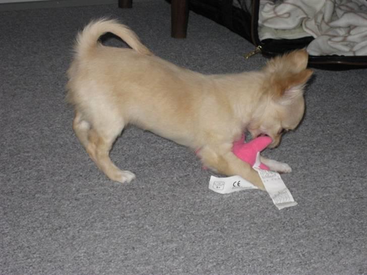 Chihuahua Tula *ArosInnovationAida* (himmelhund) - 11 uger, med mit ydlingslegetøj. billede 7