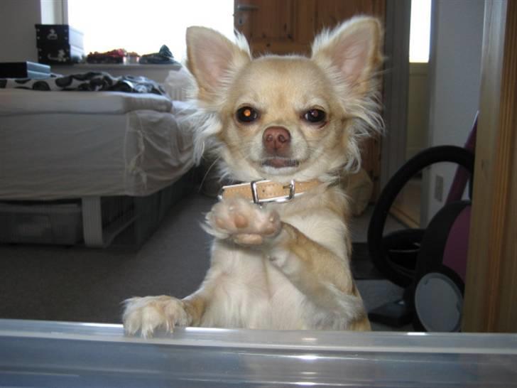 Chihuahua Tula *ArosInnovationAida* (himmelhund) - 9 mdr, yo yoyo billede 8