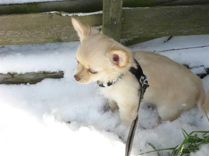 Chihuahua Tula *ArosInnovationAida* (himmelhund) - 10½ uge. Føste tur i sneen. billede 9