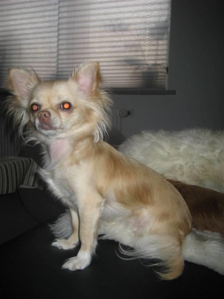 Chihuahua Tula *ArosInnovationAida* (himmelhund) - April 2009 billede 10