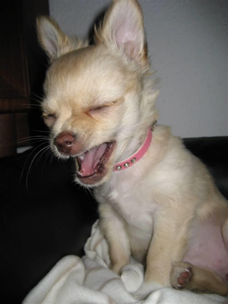 Chihuahua Tula *ArosInnovationAida* (himmelhund) - 11 uger. Gab. billede 14