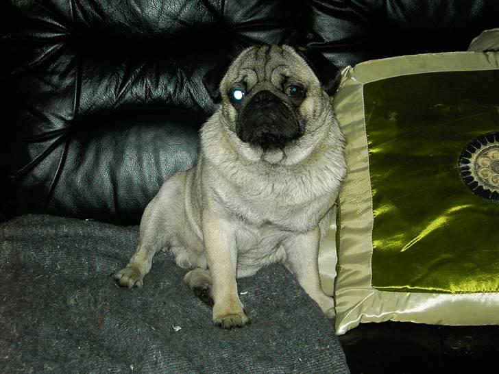 Mops Otte billede 11