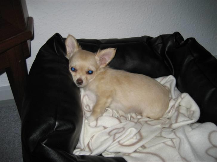 Chihuahua Tula *ArosInnovationAida* (himmelhund) - 11 uger. Elsker at slappe af.... billede 17