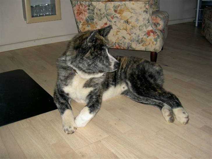 Akita inu sakura billede 2