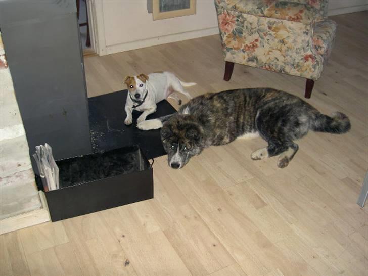 Akita inu sakura - her ligger mig og min bedste ven jack vi har lige tændt op billede 3