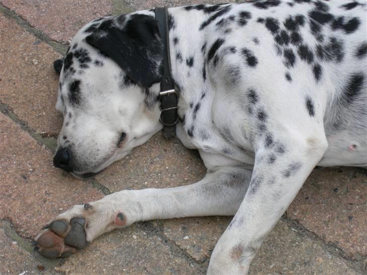 Dalmatiner Dina Nicolines - dina ligger og sover billede 1