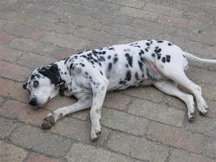 Dalmatiner Dina Nicolines - nu er hun vågned billede 2