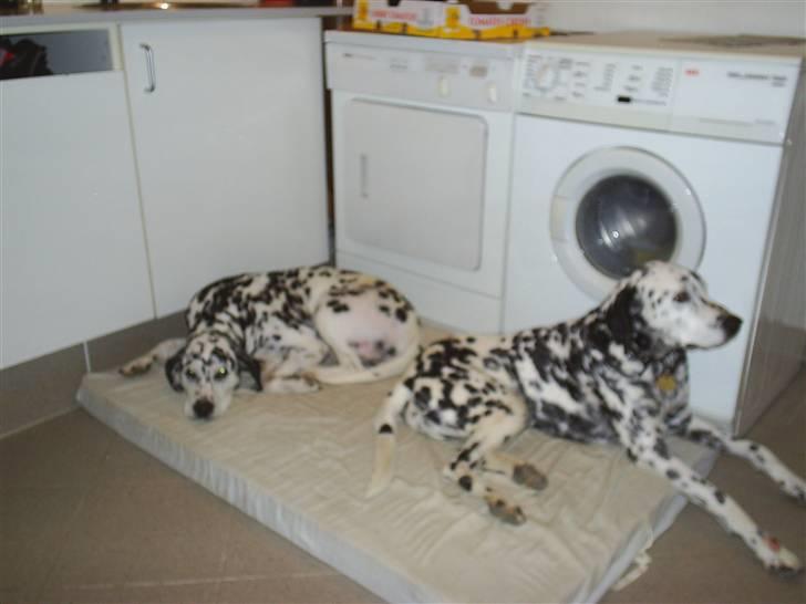 Dalmatiner Dina Nicolines - dina og charlie ligger og slapper af billede 3