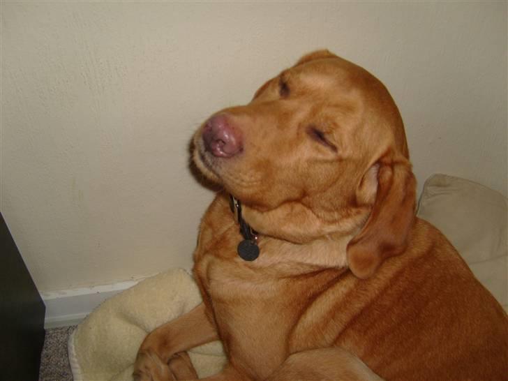 Labrador retriever Rollo - Sikke en blitz.. billede 15