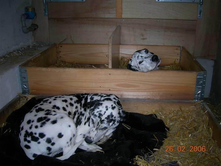 Dalmatiner Dina Nicolines - dina og charlie billede 4