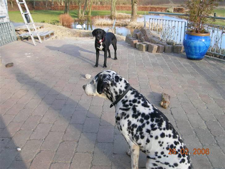 Dalmatiner Dina Nicolines - dina og dina`s valp trine billede 5