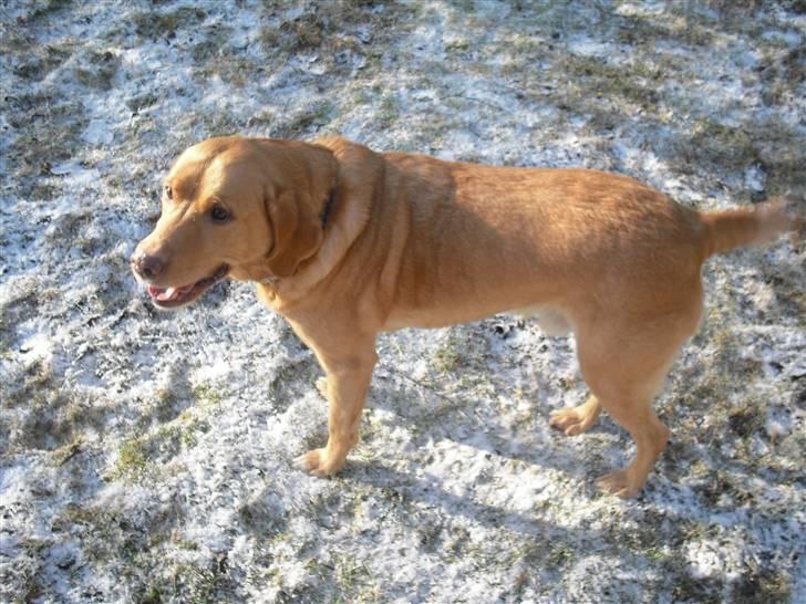 Labrador retriever Rollo billede 18