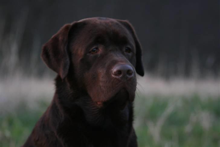 Labrador retriever Baloo - Jeg er klar ! billede 1