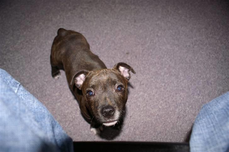 Staffordshire bull terrier Freja billede 7