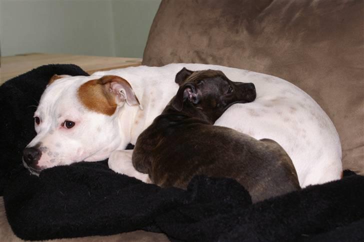 Staffordshire bull terrier Freja billede 8