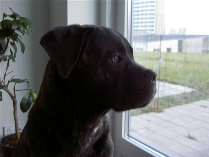 Cane corso Beebob *HIMMELHUND* - 7 mdr. Spejder over området billede 6