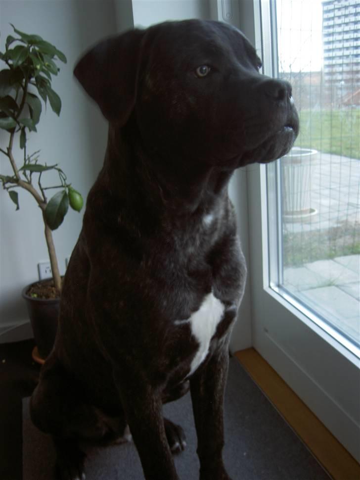 Cane corso Beebob *HIMMELHUND* - 7 mdr.  billede 7