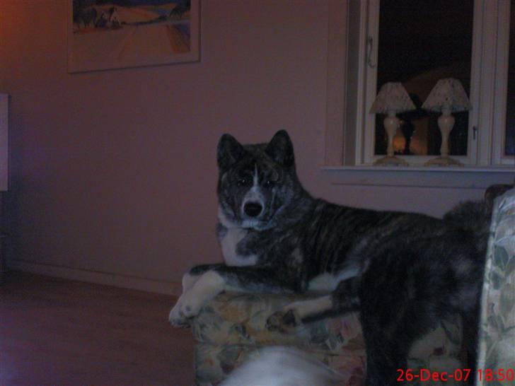 Akita inu sakura billede 4