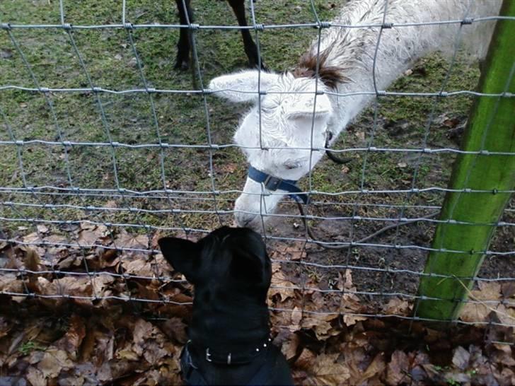 Fransk bulldog Orla R. I. P  - Jeg møzzer da lige en Lama:-D billede 11
