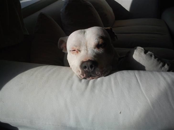 Amerikansk staffordshire terrier Two-Face - Nyder solen hen over armlænet billede 5